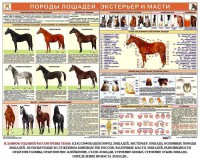 Комплект плакатов "Служебное коневодство" - fgospostavki.ru - Артём