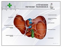 Стенд "Строение печени человека" - fgospostavki.ru - Артём