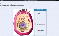 Интерактивные курсы. Биология 8 класс. Базовый - fgospostavki.ru - Артём