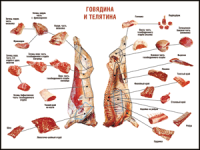 Таблица "Правила разделки мясных туш. Говядина и телятина" (100х140 сантиметров, винил) - fgospostavki.ru - Артём