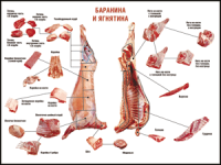 Таблица "Правила разделки мясных туш. Баранина и ягнятина" (100х140 сантиметров, винил) - fgospostavki.ru - Артём
