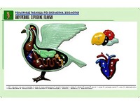 Рельефная таблица "Внутреннее строение голубя" (формат А1, матовое ламинирование) - fgospostavki.ru - Артём
