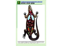 Рельефная таблица "Внутреннее строение ящерицы" (формат А1, матовое ламинирование) - fgospostavki.ru - Артём