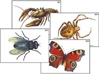 Модель-аппликация "Разнообразие беспозвоночных" (ламинированная) - fgospostavki.ru - Артём