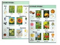 Коллекция "Семена и плоды" - fgospostavki.ru - Артём
