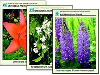 Гербарий фотографический "Основные группы растений" - fgospostavki.ru - Артём