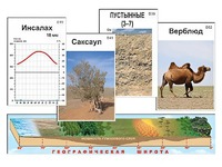 Модель-аппликация "Природные зоны" - fgospostavki.ru - Артём