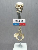 Модель "Позвоночник с черепом и тазом" - fgospostavki.ru - Артём