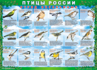 Комплект таблиц "Птицы России (4 листа)" (100х140 сантиметров, винил) - fgospostavki.ru - Артём