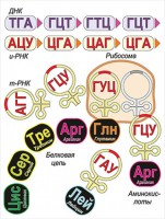 Модель-аппликация Биосинтез белка - fgospostavki.ru - Артём