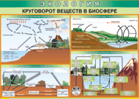 Таблица "Круговорот веществ в биосфере" (100х140 сантиметров, винил) - fgospostavki.ru - Артём