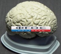 Модель "Мозг в разрезе" (белый) - fgospostavki.ru - Артём