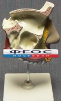 Модель "Разрез носоглотки" - fgospostavki.ru - Артём