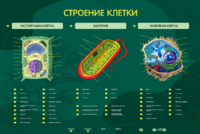 Электрифицированный стенд "Строение клетки" с маркерными полями - fgospostavki.ru - Артём