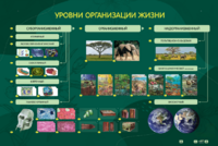 Электрифицированный стенд "Уровни организации жизни" - fgospostavki.ru - Артём
