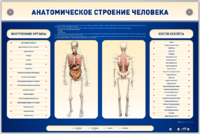 Электрифицированный стенд-тренажер c макетом скелета "Анатомическое строение человека" - fgospostavki.ru - Артём
