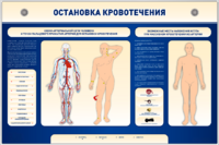 Электрифицированный стенд-тренажер "Остановка кровотечения" - fgospostavki.ru - Артём