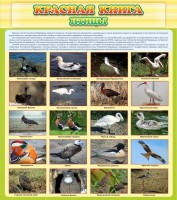 Стенд "Красная книга - птицы" - fgospostavki.ru - Артём