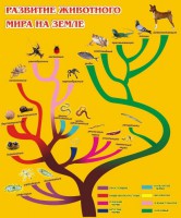 Стенд "Развитие животного мира на земле" - fgospostavki.ru - Артём