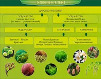 Стенд "Систематика растений" - fgospostavki.ru - Артём