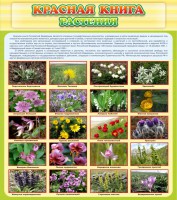 Стенд "Красная книга - растения" - fgospostavki.ru - Артём