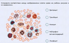 Интерактивные курсы. Биология 11 класс. Расширенный. - fgospostavki.ru - Артём