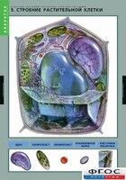 Комплект таблиц. Биология. Вещества растений. Клеточное строение. - fgospostavki.ru - Артём