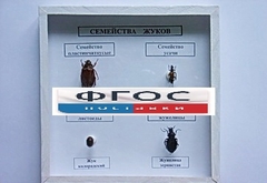 Коллекция "Семейство жуков" - fgospostavki.ru - Артём