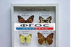 Коллекция "Семейство бабочек" - fgospostavki.ru - Артём