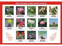 Таблица демонстрационная "Растения Красной книги" (винил 100*140) - fgospostavki.ru - Артём