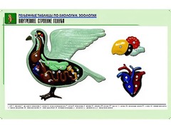 Рельефная таблица "Внутреннее строение голубя" (формат А1, матовое ламинирование) - fgospostavki.ru - Артём