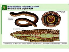 Рельефная таблица "Внутреннее строение дождевого червя" (формат А1, матовое ламинирование) - fgospostavki.ru - Артём