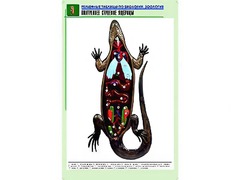 Рельефная таблица "Внутреннее строение ящерицы" (формат А1, матовое ламинирование) - fgospostavki.ru - Артём