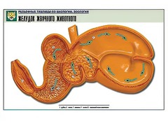 Рельефная таблица "Желудок жвачного животного" (формат А1, матовое ламинирование) - fgospostavki.ru - Артём