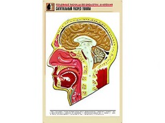 Рельефная таблица "Сагиттальный разрез головы" (формат А1, матовое ламинирование) - fgospostavki.ru - Артём