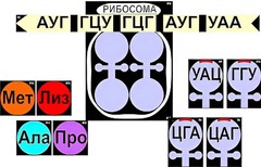 Модель-аппликация "Биосинтез белка" (ламинированная) - fgospostavki.ru - Артём