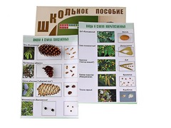 Коллекция "Шишки, плоды, семена деревьев и кустарников" - fgospostavki.ru - Артём