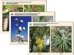 Гербарий фотографический "Сельскохозяйственные растения мира" - fgospostavki.ru - Артём