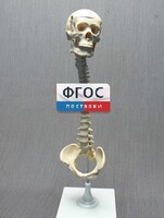 Модель "Позвоночник с черепом и тазом" - fgospostavki.ru - Артём