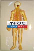 Модель барельефная "Нервная система человека" - fgospostavki.ru - Артём