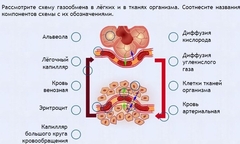 Интерактивные курсы. Биология 9 класс. Расширенный. - fgospostavki.ru - Артём