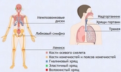 Интерактивные курсы. Биология 9 класс. Базовый. - fgospostavki.ru - Артём