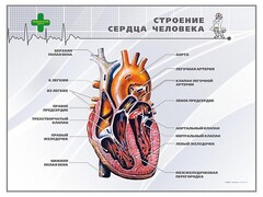 Стенд "Строение сердца человека" - fgospostavki.ru - Артём