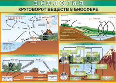 Таблица "Круговорот веществ в биосфере" (100х140 сантиметров, винил) - fgospostavki.ru - Артём