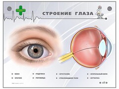 Интерактивный стенд "Строение глаза" - fgospostavki.ru - Артём
