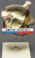 Модель "Разрез носоглотки" - fgospostavki.ru - Артём