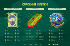 Электрифицированный стенд "Строение клетки" с маркерными полями - fgospostavki.ru - Артём