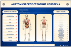 Электрифицированный стенд-тренажер c макетом скелета "Анатомическое строение человека" - fgospostavki.ru - Артём