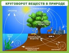 Стенд "Круговорот веществ" - fgospostavki.ru - Артём