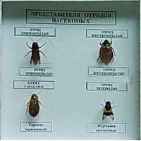 Коллекция энтомологическая "Представители отряда насекомых" - fgospostavki.ru - Артём